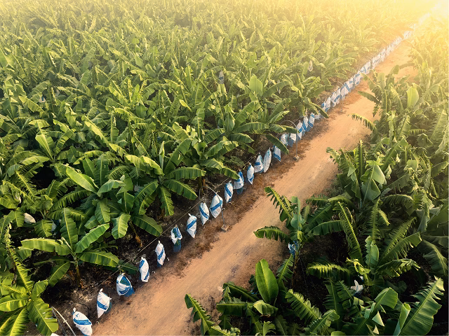 Ứng dụng công nghệ cao trong quản lý vùng trồng giúp AgriS đảm bảo tiêu chuẩn xuất khẩu quốc tế khắt khe.