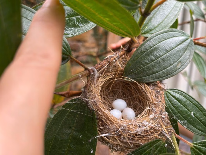Những tổ chim nhỏ xinh xuất hiện trong vườn, minh chứng cho một môi trường sống trong lành.
