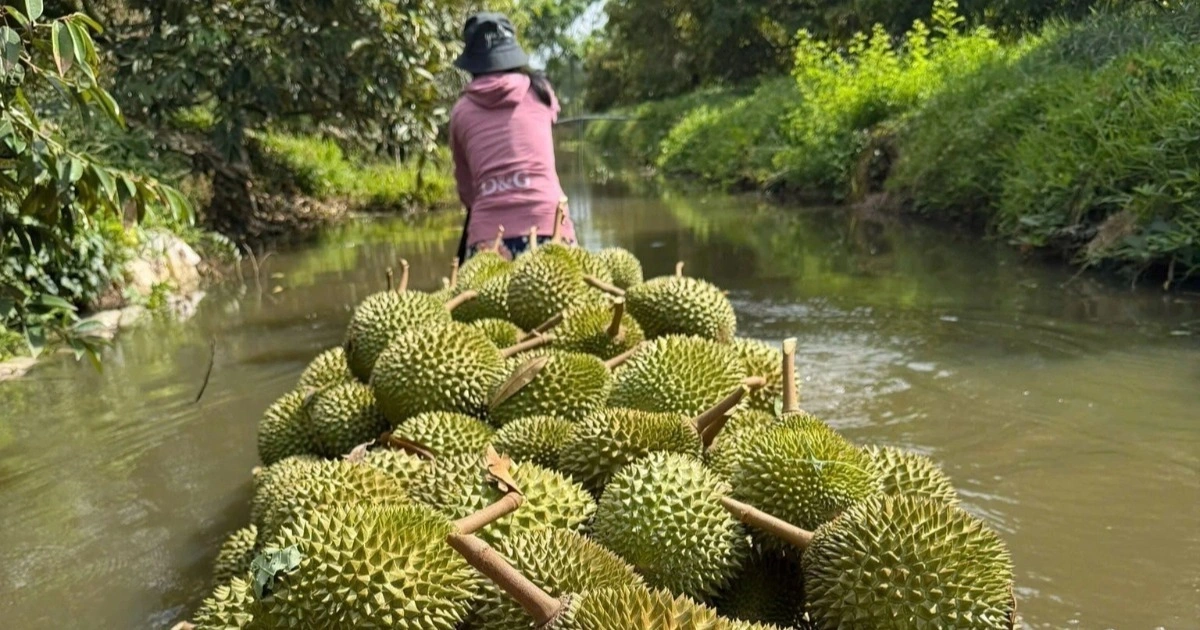 Giá sầu riêng lao dốc: "Nút thắt" Cadimi và Vàng O khiến xuất khẩu tê liệt