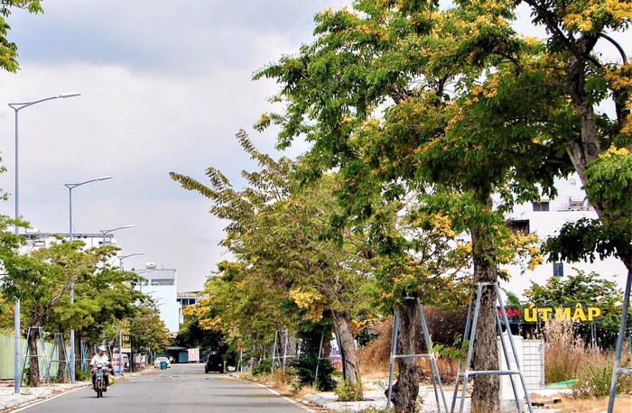 Sắc vàng rực rỡ của hoa giáng hương tạo nên điểm nhấn ấn tượng cho cảnh quan đô thị Nha Trang.