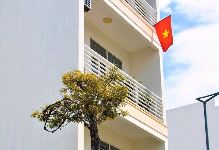 Ngay cả ở những góc ban công nhỏ, sắc vàng của giáng hương vẫn tạo nên điểm nhấn đầy nghệ thuật.