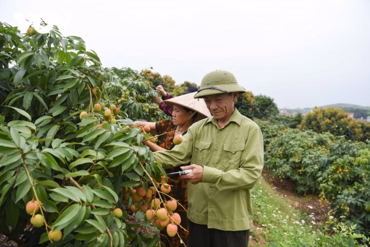 Sự tỉ mỉ trong khâu chăm sóc là yếu tố then chốt để đảm bảo chất lượng quả đạt chuẩn xuất khẩu.
