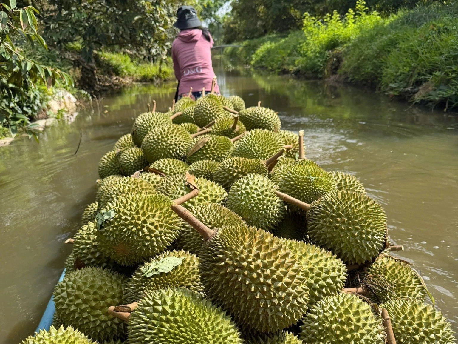 Nhiều nhà vườn đang bán sầu riêng dưới giá thành (Ảnh: Huân Trần).