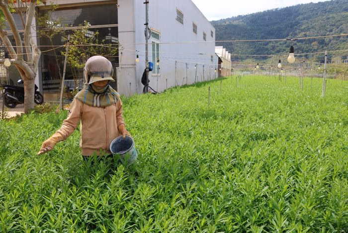 Việc chọn đúng thời điểm thời tiết thuận lợi và tính toán chính xác lượng phân bón là yếu tố then chốt để giảm thiểu lãng phí trong bối cảnh bão giá.
