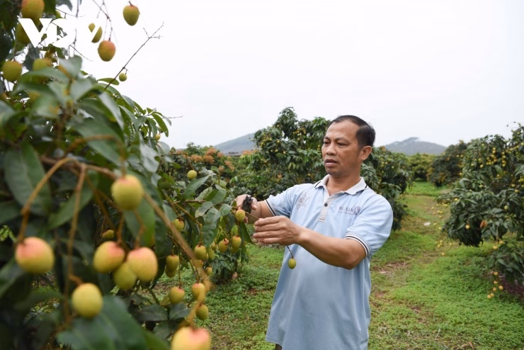Ông Nguyễn Văn Tỉnh (thôn Hòa Làng, xã Phúc Hòa) chia sẻ về nghịch lý giữa giá thành và sản lượng trong vụ vải năm nay.