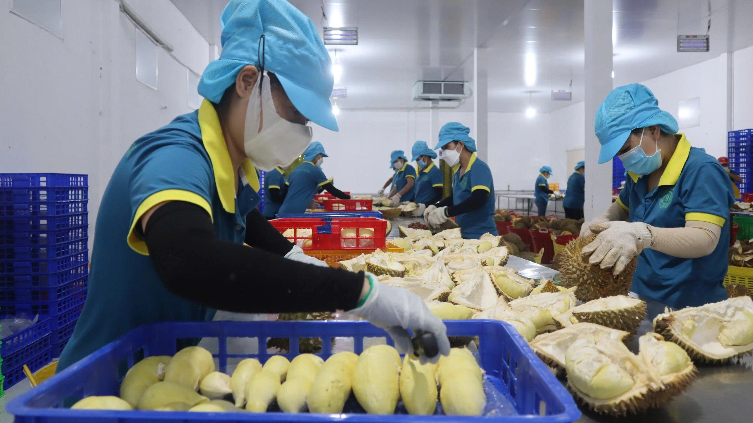 Chế biến sầu riêng xuất khẩu tại một doanh nghiệp ở tỉnh Tây Ninh (Ảnh: Huân Trần).