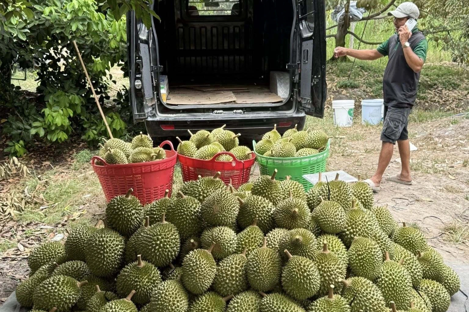 Thu hoạch sầu riêng tại ĐBSCL (Ảnh: Huân Trần).