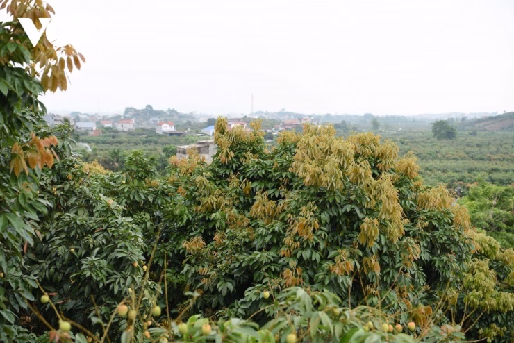 Nhiều diện tích vải trên đồi cao bị mất mùa nặng do không hình thành được mầm hoa.