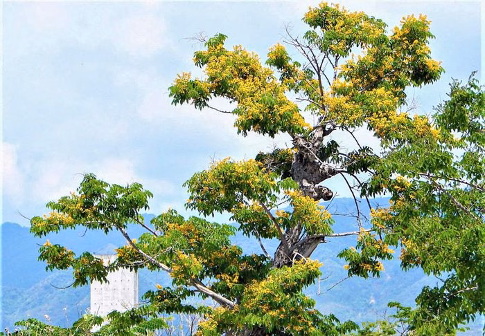 Khu tái định cư sân bay Nha Trang cũ hiện là nơi tập trung nhiều cây giáng hương nở rộ nhất phố biển.