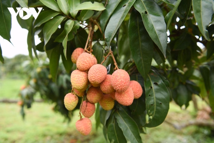 Toàn cảnh vùng trồng vải thiều tại Bắc Ninh